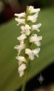 Spiranthes flowers