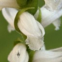 Spiranthes flower close up