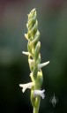 Spiranthes flowers and buds arranged in a spiral
