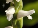 Spiranthes flowers, showing spiral arrangement