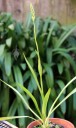 Spiranthes leaves and flower spike