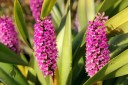 This Arpophyllum species is also known as the Hyacinth Orchid