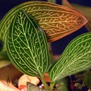 Ludisia leaves