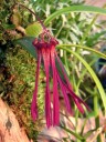 Bulbophyllum species