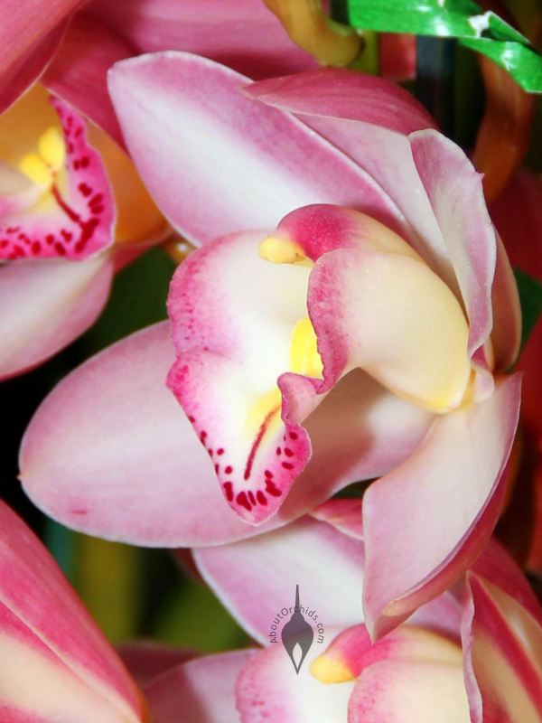 Aboutorchids Blog Archive Valentine Orchids