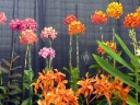 Epidendrums in a variety of colors
