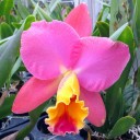 Cattleya hybrid at Kawamoto Orchids