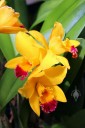 Cattleya flowers and leaves at Kawamoto Orchids