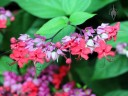 Clerodendrum in Waimea Valley