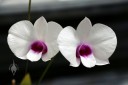 Dendrobium hybrid at Kawamoto Orchids