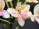 Epidendrum hybrid