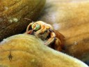 Furry bee on furry baobab fruit