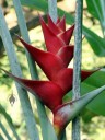 Heliconia flower