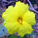 Yellow Hibiscus, Hawaii's state flower
