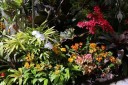 Inside Foster Botanical Garden's Orchid Conservatory