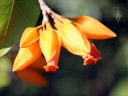 Juanulloa flowers