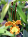 Psychopsis flower at Kawamoto Orchids 