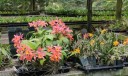 Cattleyas in greenhouse