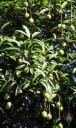 Ripening mangoes