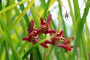 Coconut Orchid, Maxillariella tenuifolia, at Kawamoto Orchids