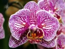 Phalaenopsis hybrid at Pacific Orchid Expo 2013