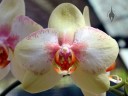 Moth Orchid hybrid at Kawamoto Orchids