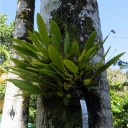 Unidentified mounted orchid