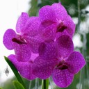 Vanda flowers at Kawamoto Orchids