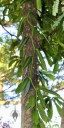 Variegated Vanilla vine in Waimea Valley