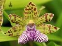 Zygopetalum hybrid at Kawamoto Orchids