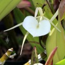 Brassavola in the Orchid Garden