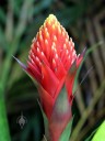 Bromeliad flower near entrance to Foster Botanical Garden