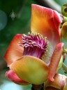 Bizarre flower of the Cannonball Tree