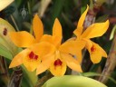 Cattleya hybrid in the Orchid Garden