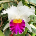 Cattleya hybrid in Foster Botanical Garden Orchid Conservatory