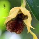 Unusual Dendrobium  in Foster Botanical Garden Orchid Conservatory