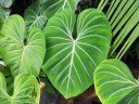 Elephant Ear Plant in Foster Botanical Garden Orchid Conservatory