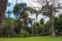 Trees in Foster Botanical Garden