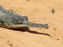 Gharial, or fish-eating crocodile, native to South Asia