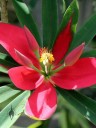 Jamaican Poinsettia in Foster Botanical Garden, Honolulu