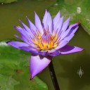 Water lily at entrance to the Honolulu Zoo