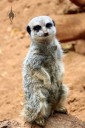 Meerkat