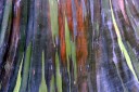 Colorful bark of a Mindanao Gum Tree