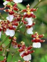 Oncidium in the Orchid Garden