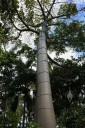 Quipo tree in Foster Botanical Garden