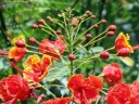 Royal Poinciana flowers and buds