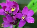 Spathoglottis, or Philippine Ground Orchid