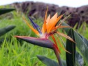 Bird of Paradise flower