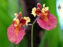 Tolumnia hybrid in Foster Botanical Garden Orchid Conservatory