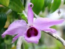 Dendrobium flower